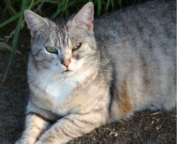 20. Türchen – Bornheimer Straßenkatzens Wunschzettel