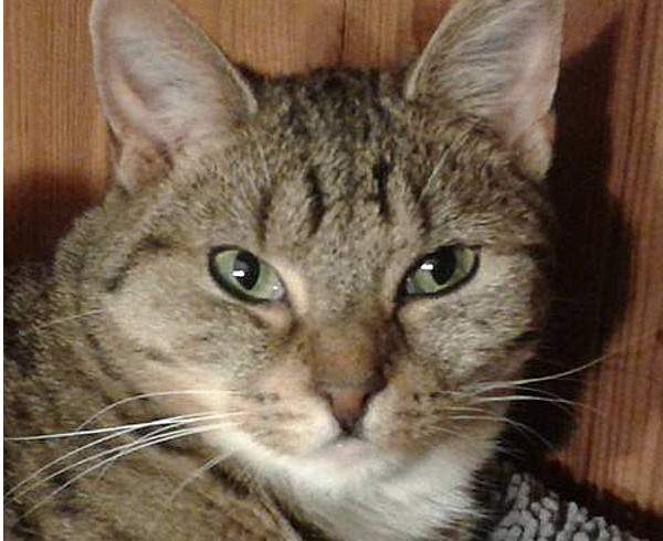 Valentins-Katzen zum Verlieben: Luna Valentins-Katzen zum Verlieben: Luna