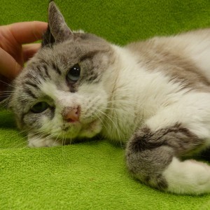 Fundkater aus Waldbröl