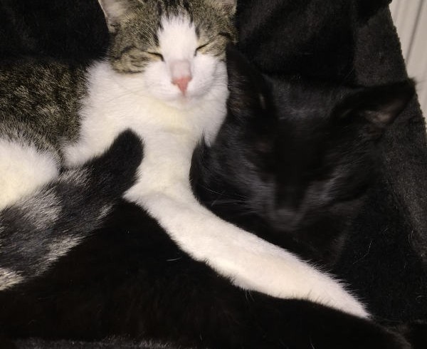 Ollo (jetzt Sam) und Hugo