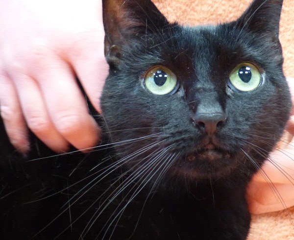 Valentins-Katzen zum Verlieben: Lulu Valentins-Katzen zum Verlieben: Lulu