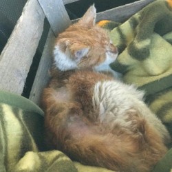 Fundkater Vito: Wieviel Leid kann eine kleine Katzenseele ertragen?