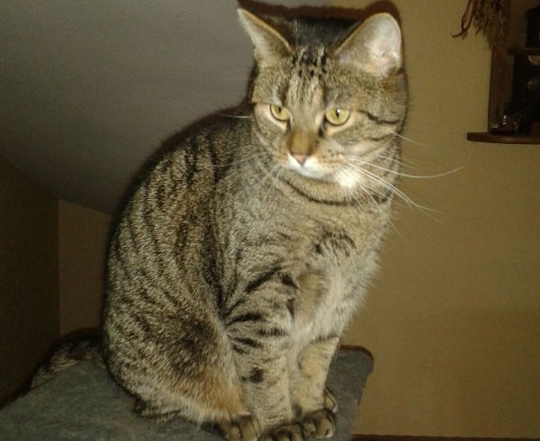 Valentins-Katzen zum Verlieben: Jacky Valentins-Katzen zum Verlieben: Jacky