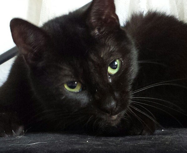 1. Türchen – Sansas Wunsch 1. Türchen – Sansas Wunsch