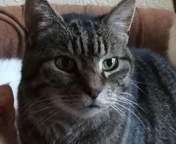 11. Türchen – Tigers Wunsch 11. Türchen – Tigers Wunsch