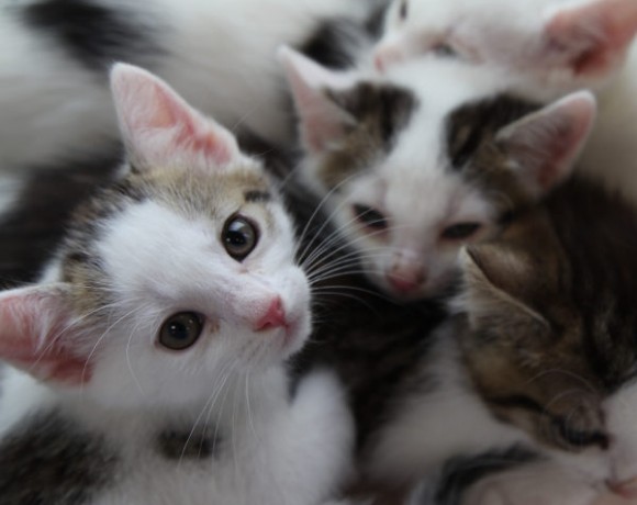 Windecker Katzenkinder