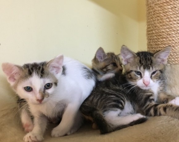 Windecker Katzenkinder