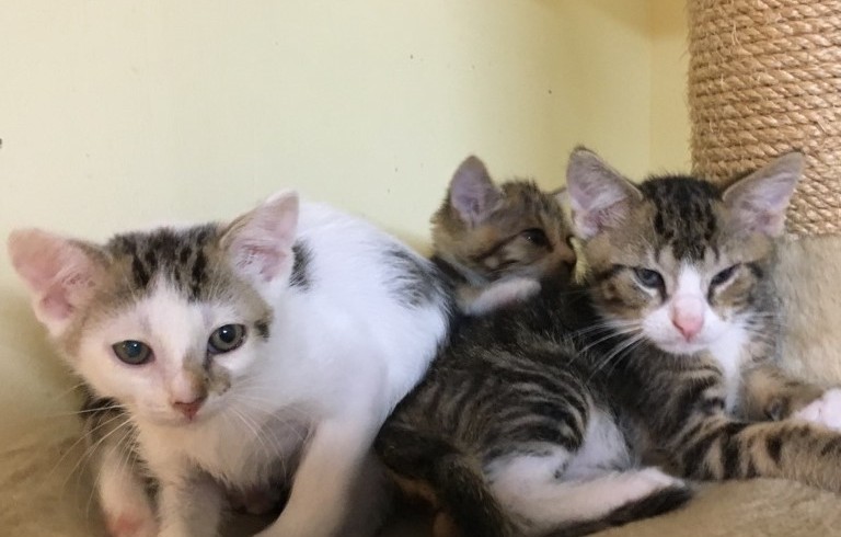 Alle Jahre wieder… Alle Jahre wieder…