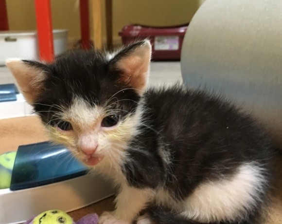 Windecker Katzenkinder