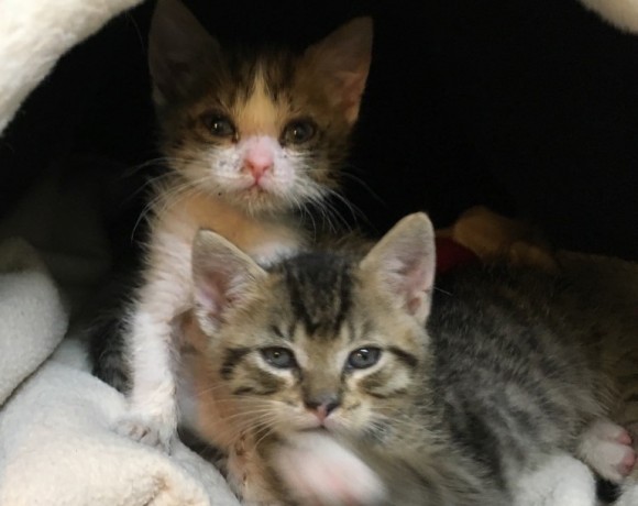 Windecker Katzenkinder