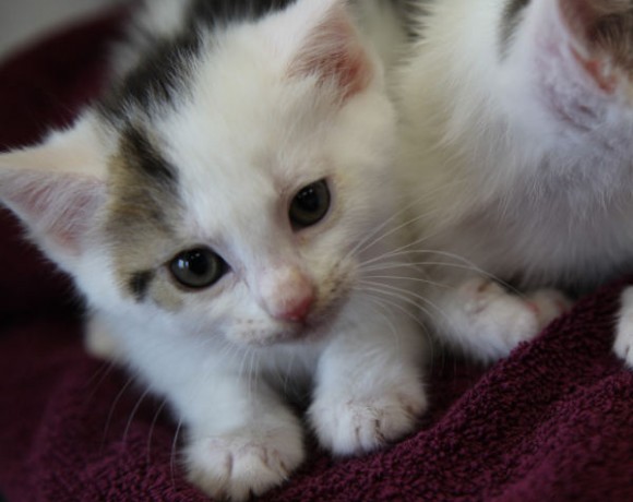 Windecker Katzenkinder