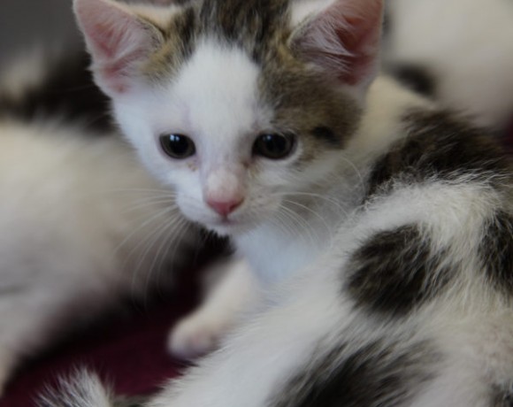 Windecker Katzenkinder