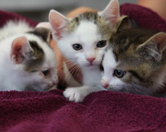 Windecker Katzenkinder