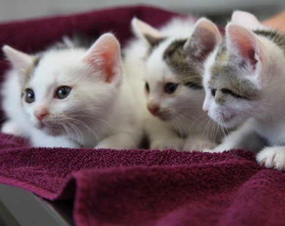 Windecker Katzenkinder