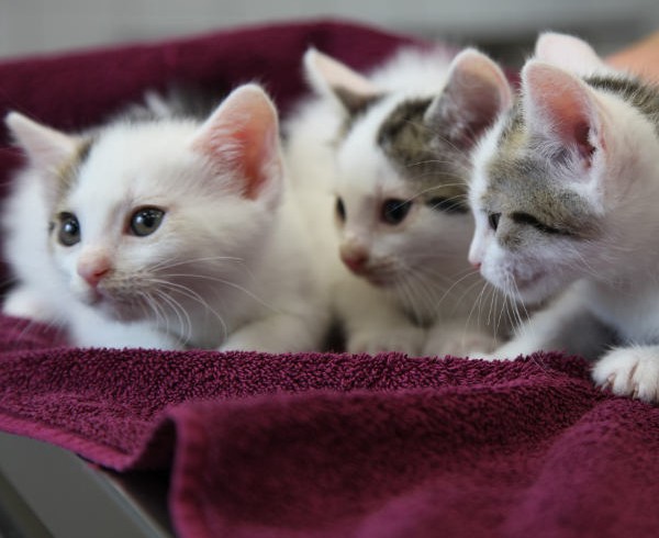 Welttierschutztag: Feiern und erinnern Welttierschutztag: Feiern und erinnern