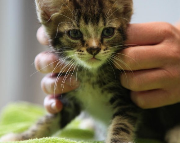 Windecker Katzenkinder