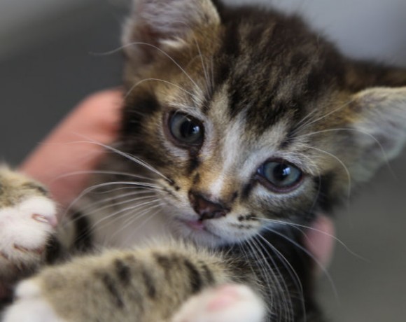 Windecker Katzenkinder