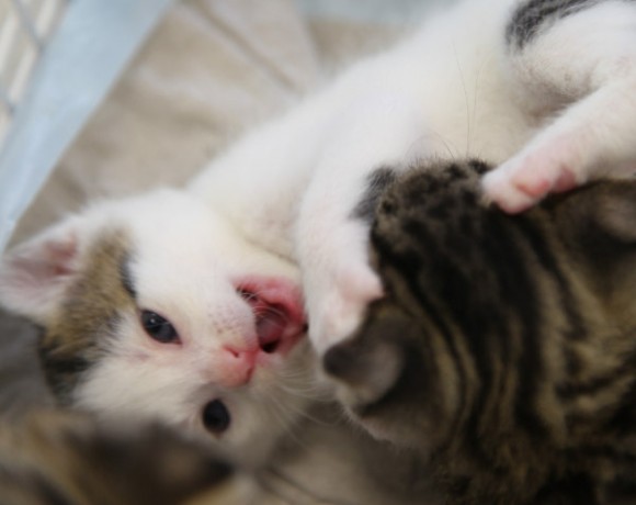 Windecker Katzenkinder