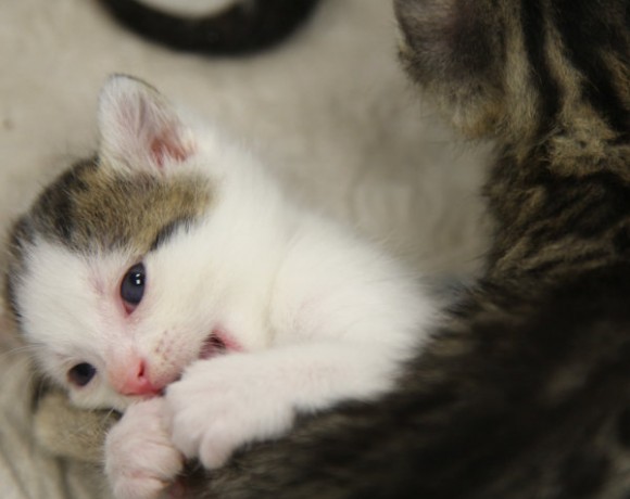 Windecker Katzenkinder