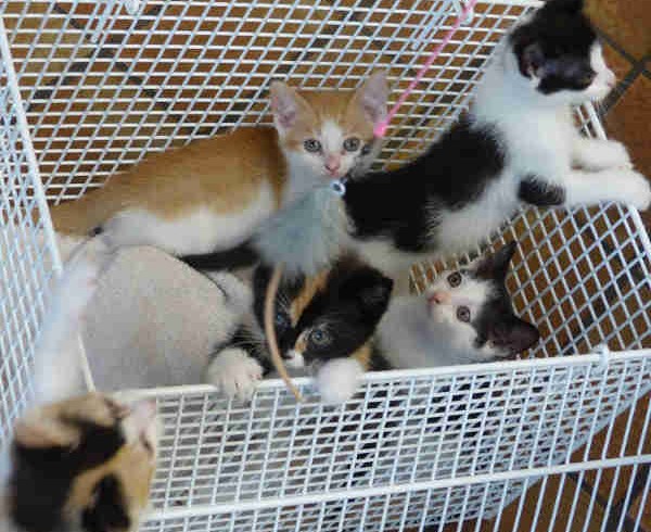 Xilli, Xora, Xalma, Xavier und X-Man