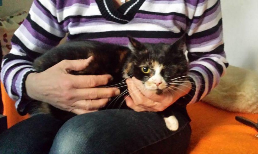 Sichtung von Goldie: Swisttaler um Mithilfe gebeten Sichtung von Goldie: Swisttaler um Mithilfe gebeten