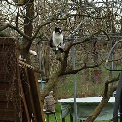 40 Jahre: Geschichte 1 – Die  Katze im Baum