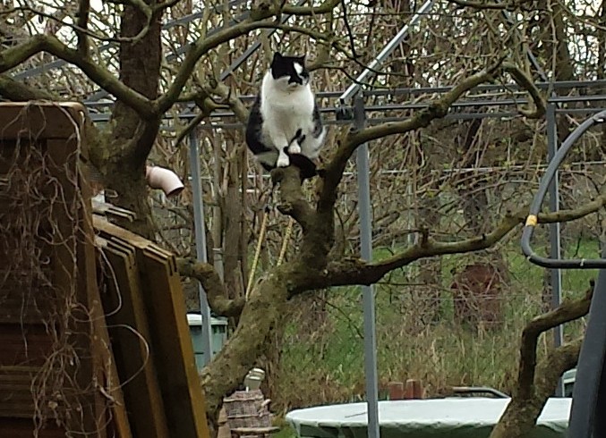 40 Jahre: Geschichte 1 – Die Katze im Baum 40 Jahre: Geschichte 1 – Die Katze im Baum