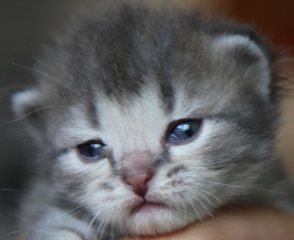 40 Jahre: Geschichte 4 – Das Adoptivkind 40 Jahre: Geschichte 4 – Das Adoptivkind