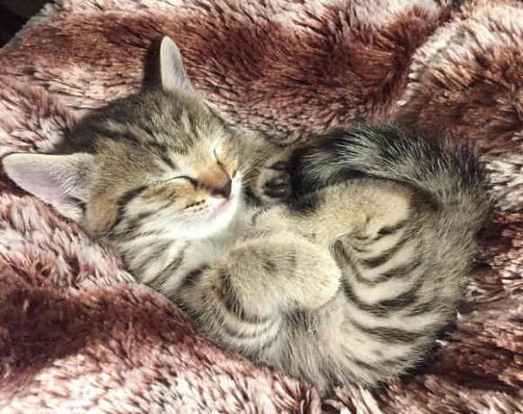 Valerie, Vroni, Violet, Valentin und Alec