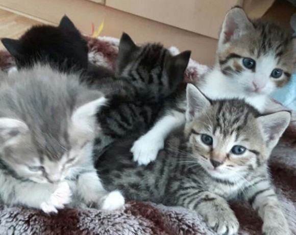 Valerie, Vroni, Violet, Valentin und Alec