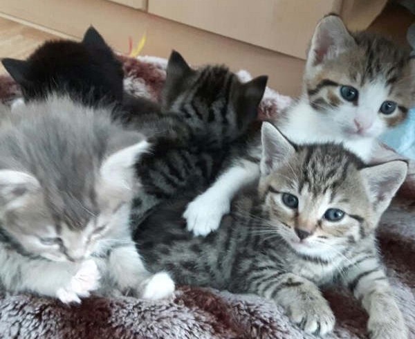 Valerie, Vroni, Violet, Valentin und Alec