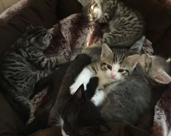 Valerie, Vroni, Violet, Valentin und Alec