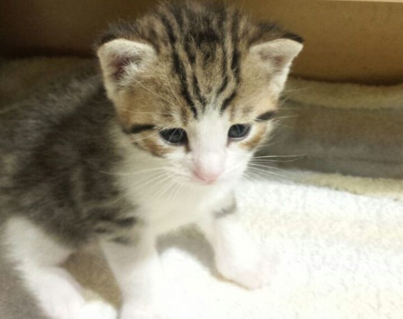 Valerie, Vroni, Violet, Valentin und Alec