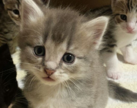 Valerie, Vroni, Violet, Valentin und Alec