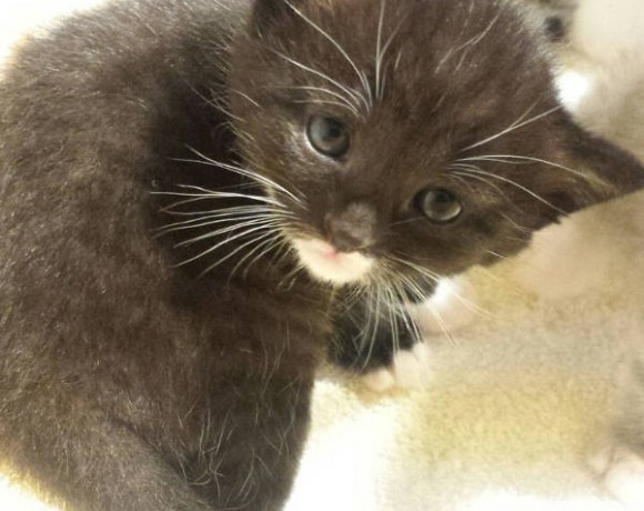 Valerie, Vroni, Violet, Valentin und Alec