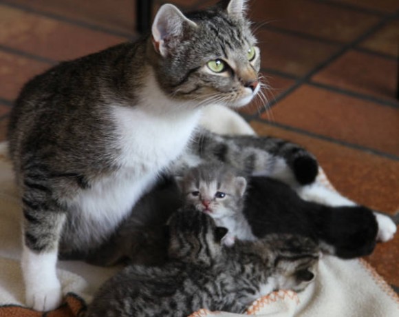 Valerie, Vroni, Violet, Valentin und Alec