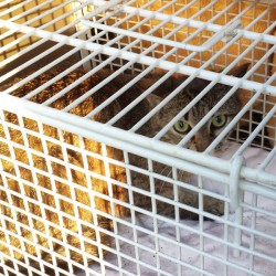 40 Jahre: Geschichte 3 – Die Mutterkatze