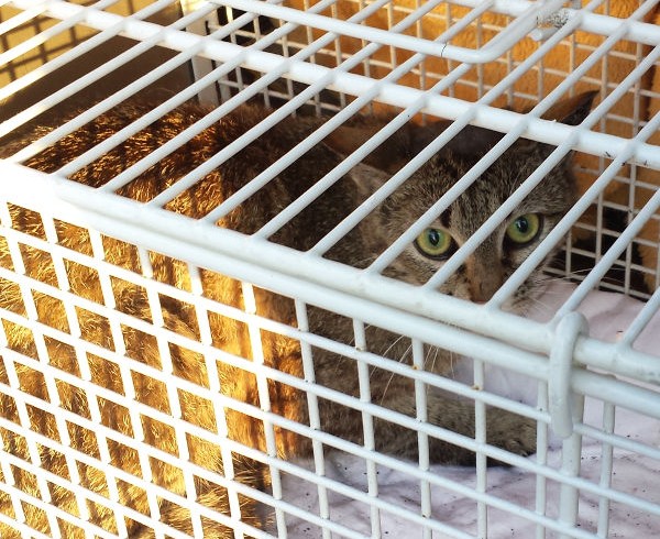 40 Jahre: Geschichte 3 – Die Mutterkatze 40 Jahre: Geschichte 3 – Die Mutterkatze