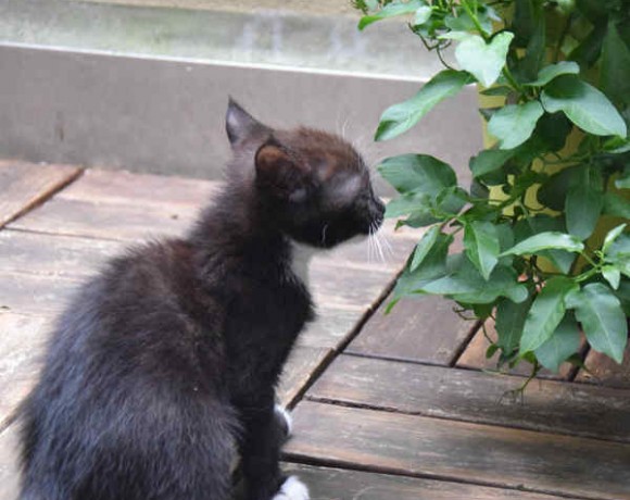 Fittifutz, Happy und Frodo