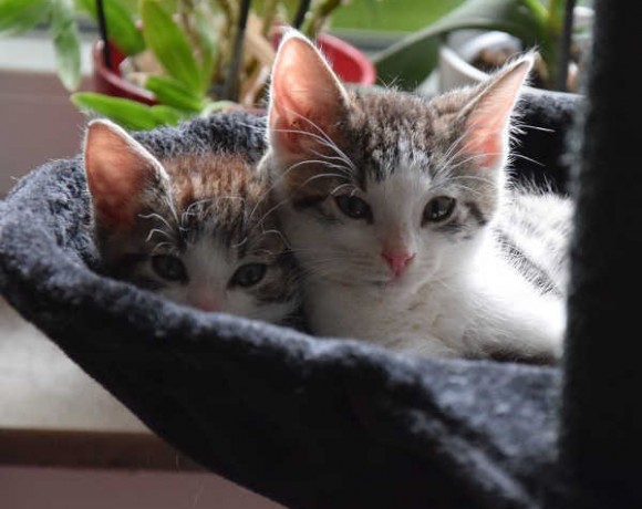 Fittifutz, Happy und Frodo