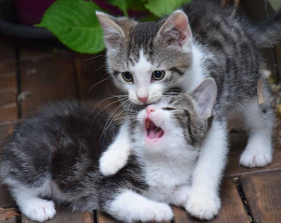 Fittifutz, Happy und Frodo