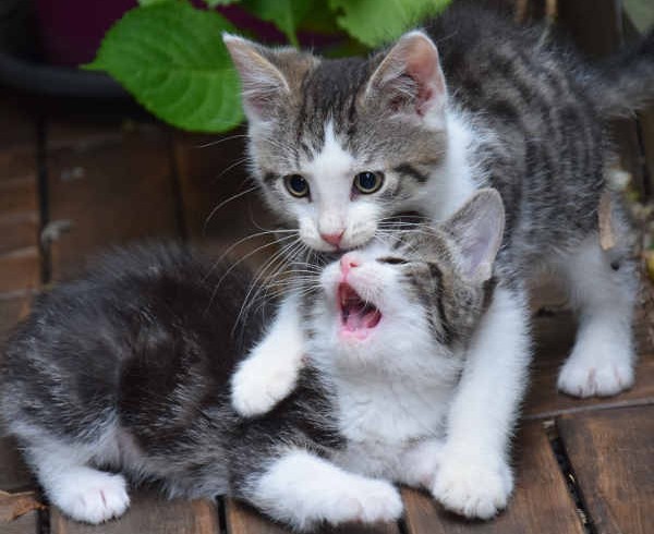 Fittifutz, Happy und Frodo