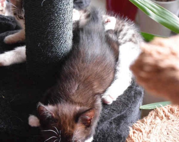 Fittifutz, Happy und Frodo