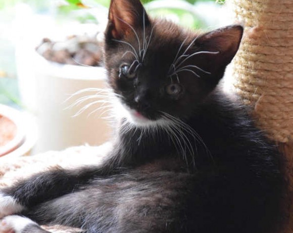 Fittifutz, Happy und Frodo