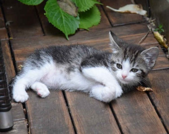 Fittifutz, Happy und Frodo