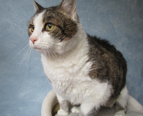 Valentins-Katzen zum Verlieben: Sina Valentins-Katzen zum Verlieben: Sina