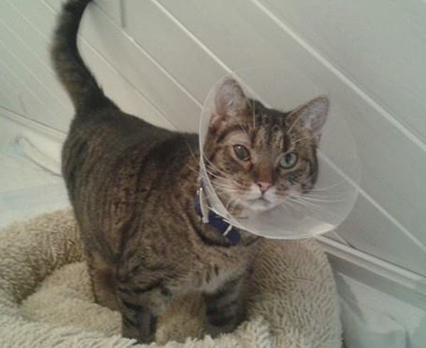 Unglückskatze Jacky: Das ging ins Auge! Unglückskatze Jacky: Das ging ins Auge!