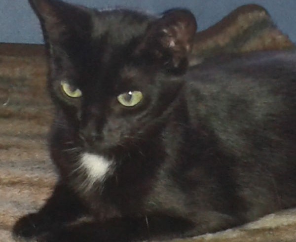 Valentins-Katzen zum Verlieben: NERA Valentins-Katzen zum Verlieben: NERA