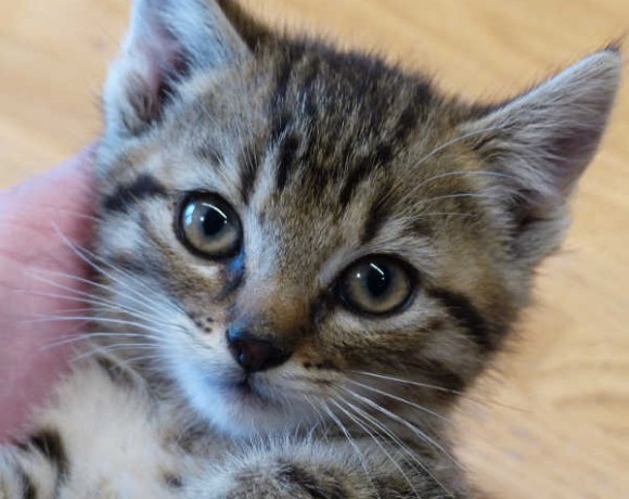 Svantje, Sören und Sverre