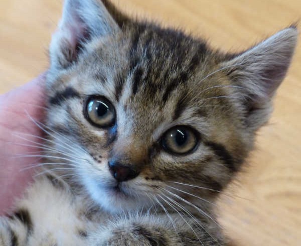 Svantje, Sören und Sverre